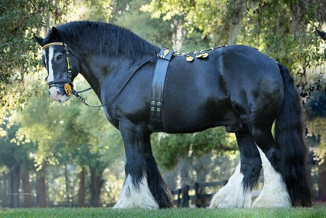 Gypsy Gold Horse Farm Walking Tour - Key things to know before you book