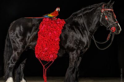 Gypsy Gold Horse Farm Walking Tour
