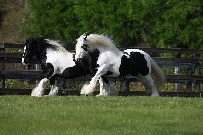 Gypsy Gold Horse Farm Walking Tour - Planning your visit to 12501 SW 8th Ave