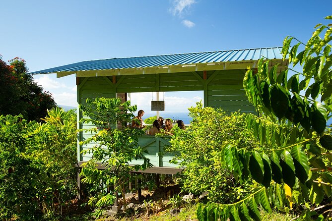 Hala Tree Coffee Farm Tour - The coffee trees and the work behind each harvest