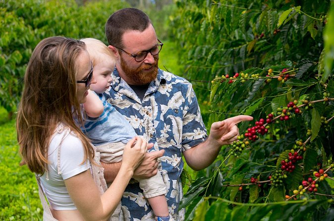 Hala Tree Coffee Farm Tour - Finding Hala Tree Coffee in Captain Cook