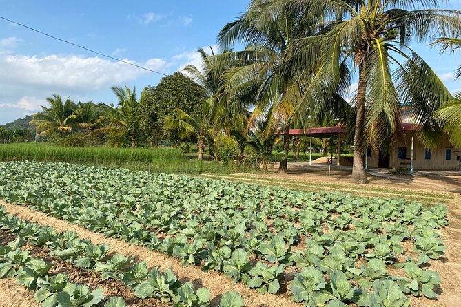 Half-Day Adventure to the Pepper Farm by Scooter - Climbing to Phnom Chhngok Cave Temple