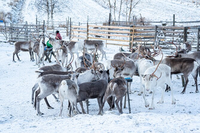 Half-Day Experience in Local reindeer farm in Lapland - Feeding the reindeer after the sleigh ride