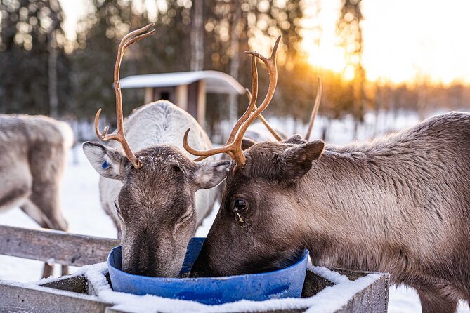 Half-Day Experience in Local reindeer farm in Lapland - Pancakes, hot chocolate, and stories by the fire