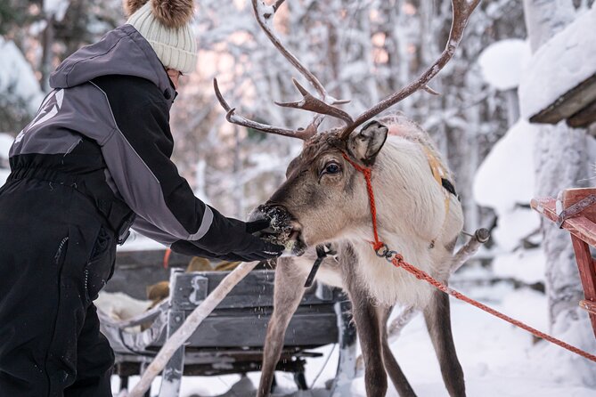 Half-Day Experience in Local reindeer farm in Lapland - Who will enjoy this morning most