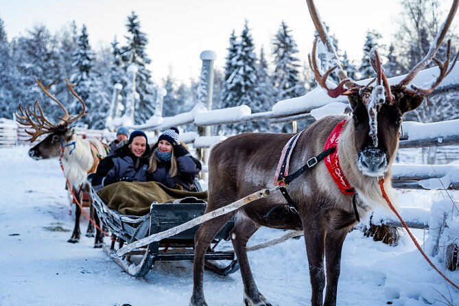 Half-Day Experience in Local reindeer farm in Lapland - Should you book the Rovaniemi reindeer farm tour?