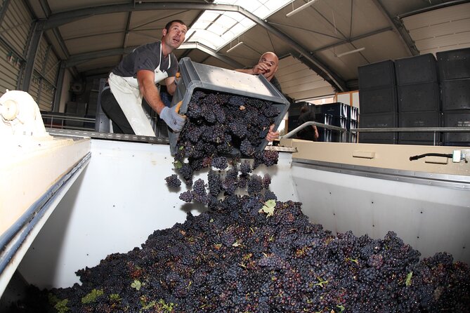 Half Day Grape Harvest Experience with Tasting in Epernay - Picking grapes at Champagne Munoz Bruneau
