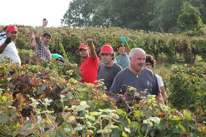 Half Day Grape Harvest Experience with Tasting in Epernay - Is the $114.88 price good value?