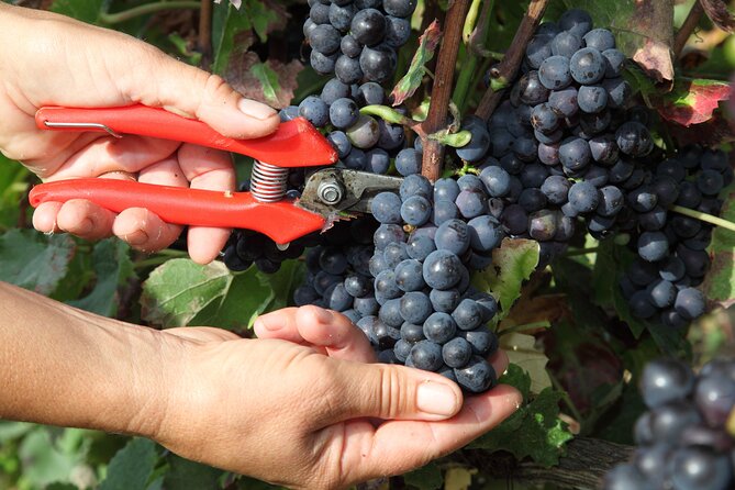 Half Day Grape Harvest Experience with Tasting in Epernay - The drive into the Marne Valley