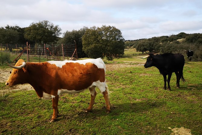 Half-Day Guided Tour to a bull farm in Madrid - Why this bull farm visit feels different from a city tour