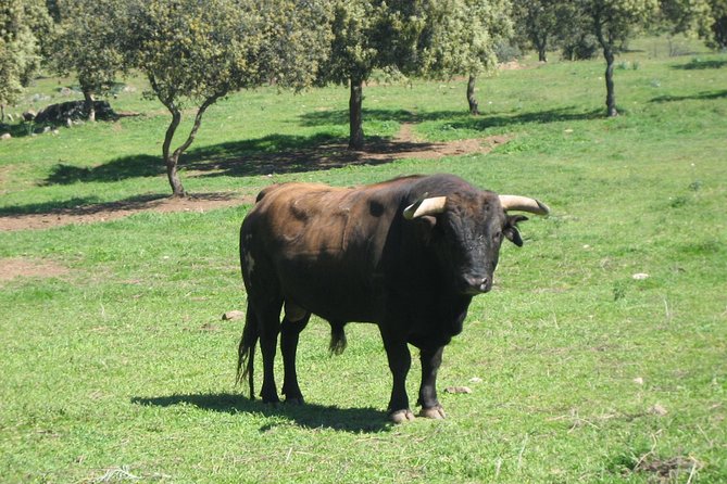 Half-Day Guided Tour to a bull farm in Madrid - Walking through the ranch facilities and bullring