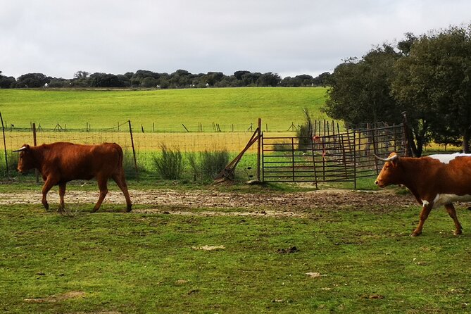 Half-Day Guided Tour to a bull farm in Madrid - What the guide adds to the four-hour visit