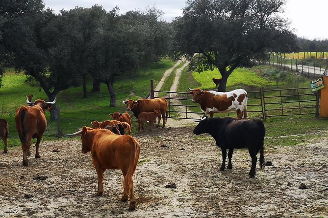 Half-Day Guided Tour to a bull farm in Madrid - Who should book this Madrid bull ranch tour?