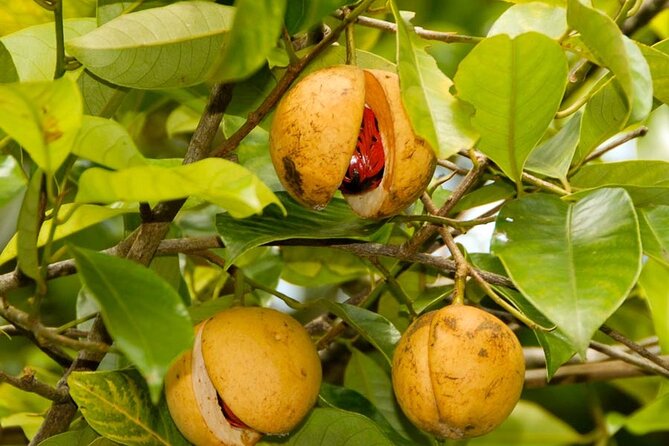 Half-Day Private Spice Tour in Kizimbani Farms, Zanzibar - The drive from your hotel to Kizimbani