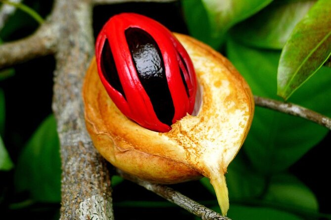 Half-Day Private Spice Tour in Kizimbani Farms, Zanzibar - Cancellation and booking checks