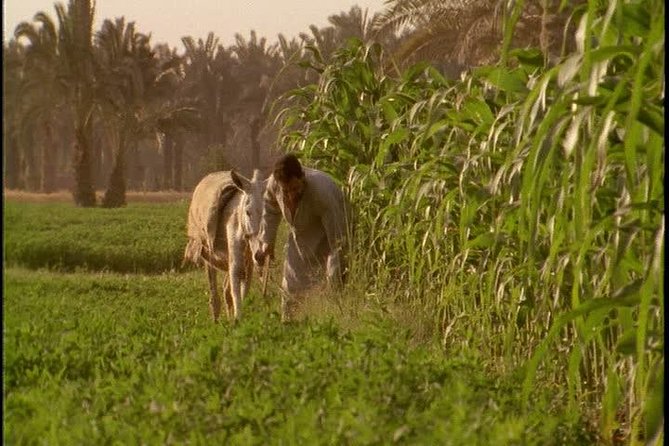 Half-Day Trip to Egyptian Green Farm from Cairo with Breakfast - Key points at a glance
