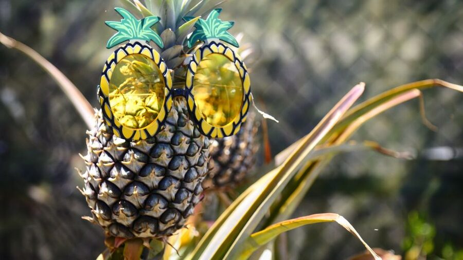 Hali'imaile: Pineapple Farm Tour - Key points at a glance