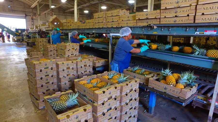 Hali'imaile: Pineapple Farm Tour - Hali’imaile gives the tour its sense of place