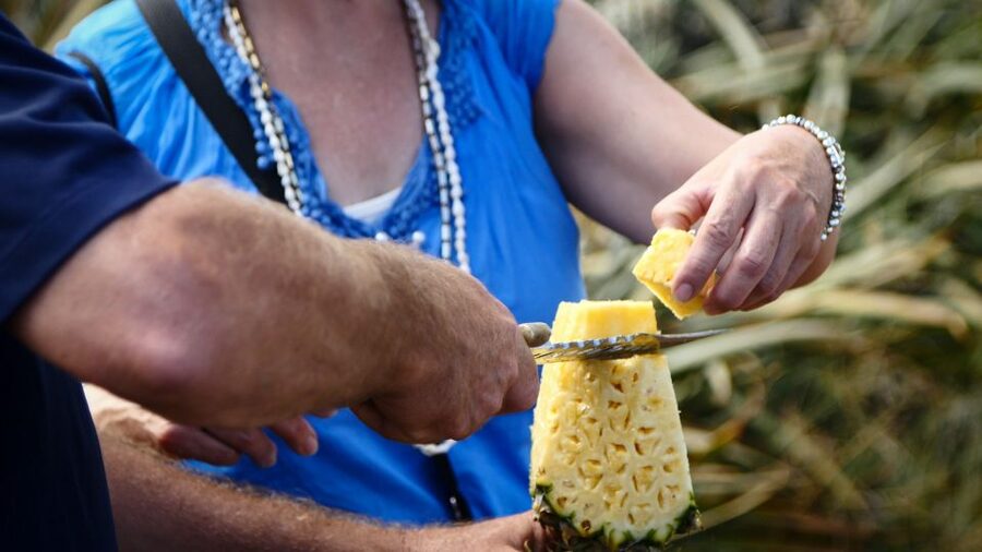 Hali'imaile: Pineapple Farm Tour - The pineapple tasting is more than a quick sample