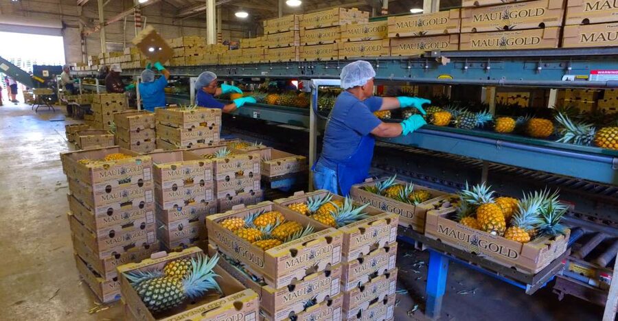 Hali'imaile: Pineapple Farm Tour - Is $99 a fair price?