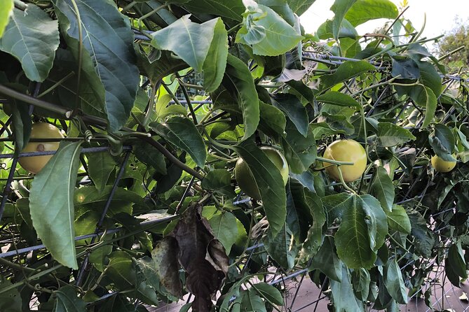 Hamakua Coast Farm Small-Group Walking and Tasting Tour - Booking and cancellation details worth noting