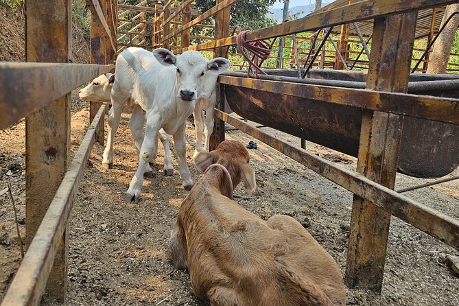 Hands-on Mexican Farm Experience: from Cow to Cheese - What the $44.01 price gets you