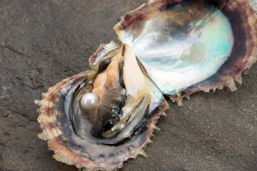 Hands-on Pearl Harvesting Workshop! - Handling the oyster, slime, and special tool