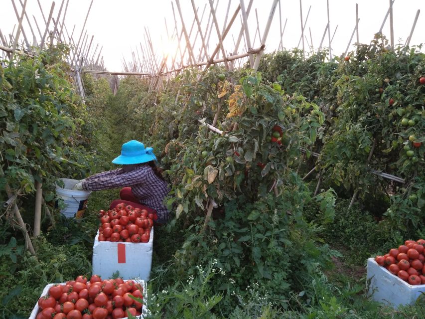 Hanoi Farm Tour and Cooking Class with Local Family - Walking Through Working Vegetable Fields