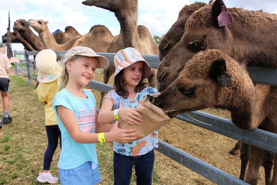 Harrisville: Summer Land Camel Farm Tour with Tasting - Meeting the Camels at Harrisville