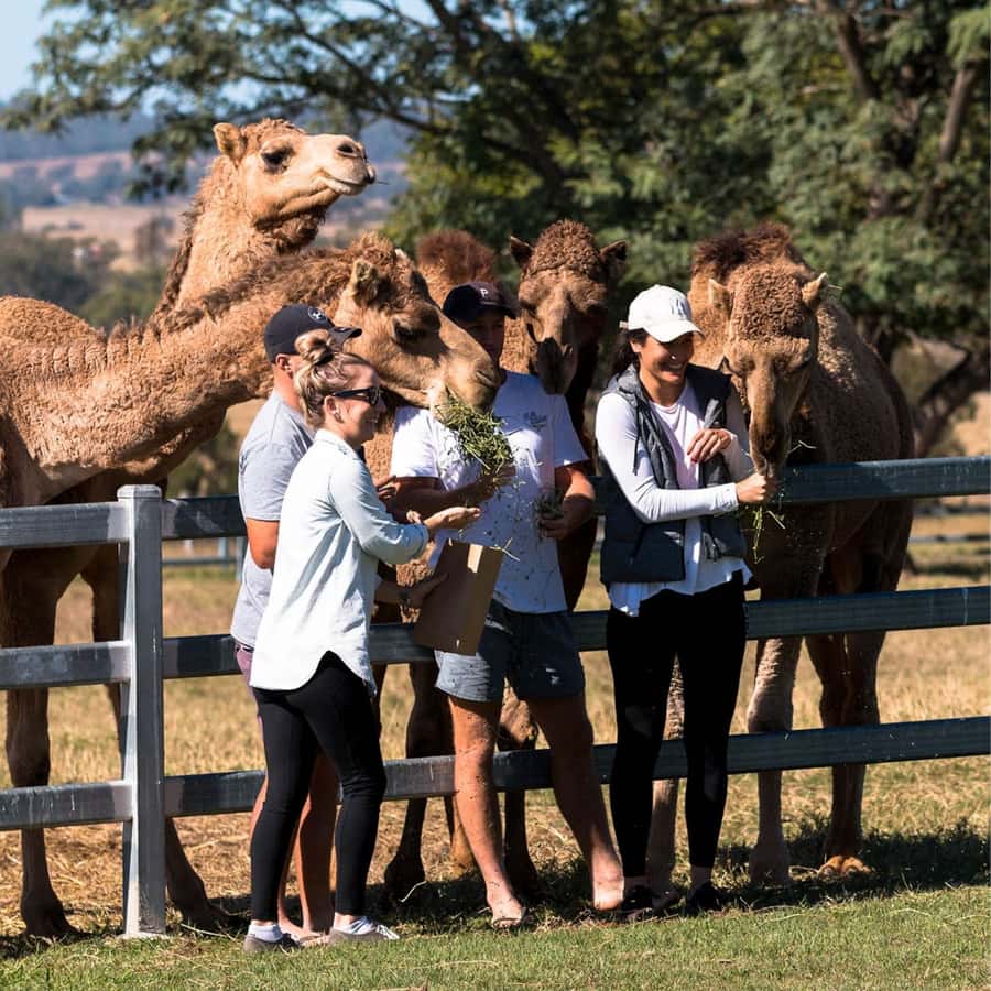 Harrisville: Summer Land Camel Farm Tour with Tasting - From Camel Pens to the Milking Room