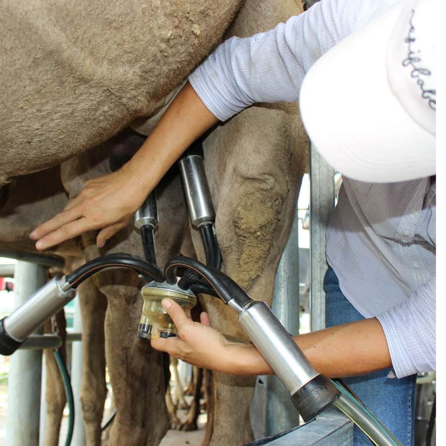 Harrisville: Summer Land Camel Farm Tour with Tasting - What Makes Camel Milk Different