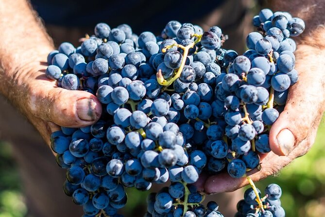 Harvest Like a Local: Grape Stomping with Wine Pairing Lunch - Courtyard dining and the pace of the afternoon