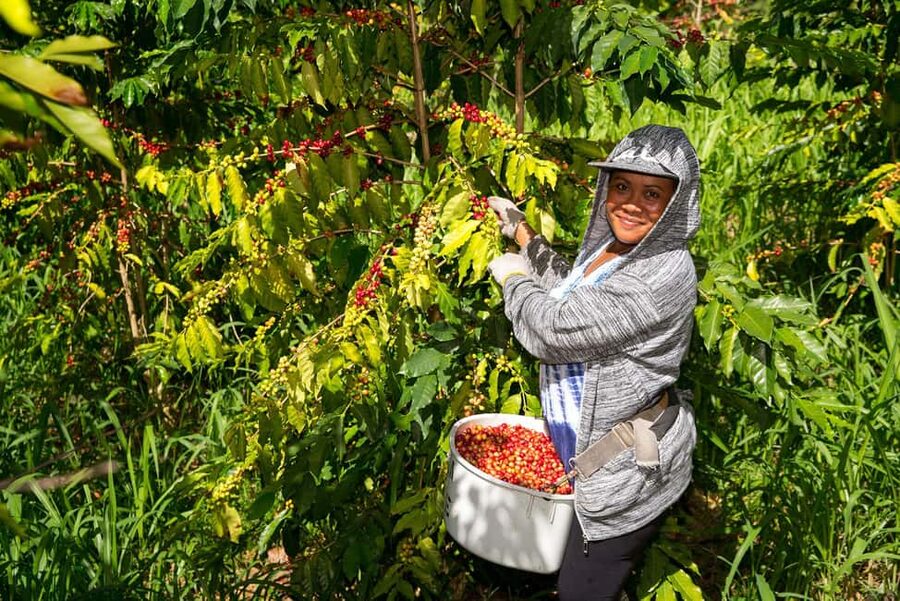 Hawaii: Hala Tree Coffee Farm Tour and Tasting - Why a coffee farm belongs on your Kona itinerary