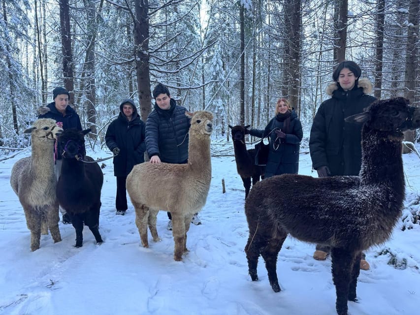 Helsinki: Alpaca Farm Tour with Guided Walk (private) - Key points to know before you book