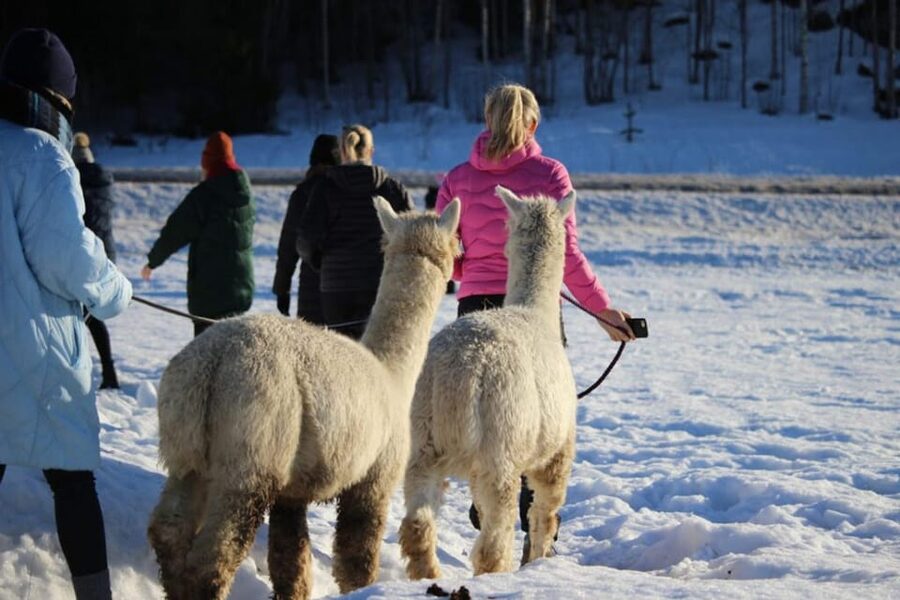 Helsinki: Alpaca Farm Tour with Guided Walk (private) - Meeting the alpacas outside Helsinki