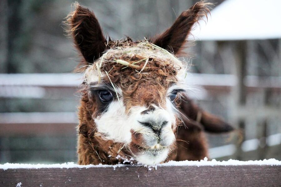 Helsinki: Alpaca Farm Tour with Guided Walk (private) - Should you book this alpaca tour?