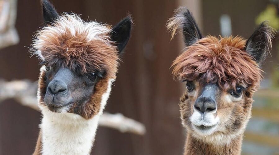 Helsinki: Alpaca Farm Tour with Guided Walk (private) - Leading one alpaca through the forest