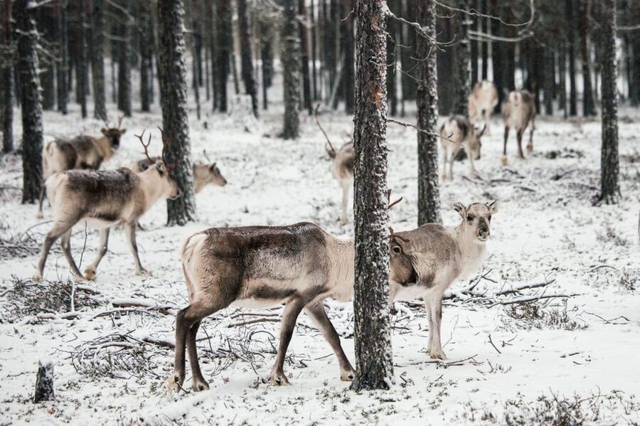 Helsinki Highlights+Nuuksio Buggy Ride+Reindeer farm visit - Uspenski Cathedral adds a different visual note