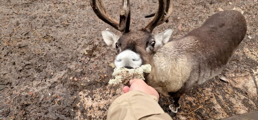 Helsinki Highlights+Nuuksio Buggy Ride+Reindeer farm visit - Oodi shows Helsinki looking forward