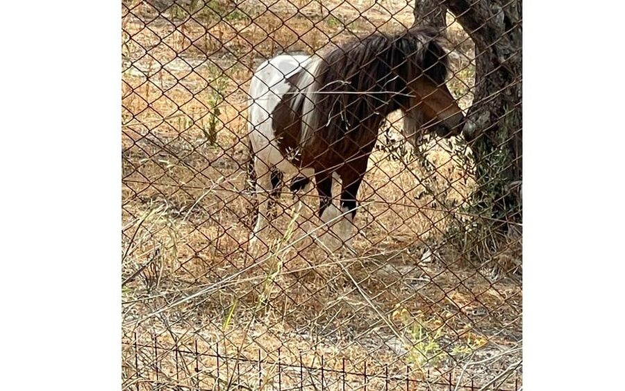 Heraklion :Olive & Dragon Farm Tour & Cretan Farmers Brunch - Dragon fruit farming in Crete