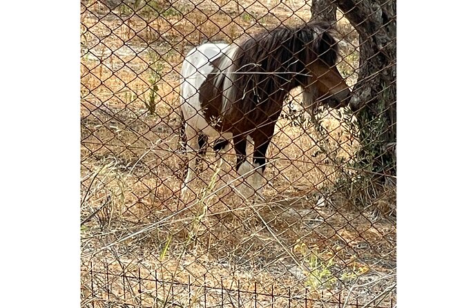 Heraklion:Olive & Dragon Fruit Farm Tour & Cretan Farmers Brunch - The Cretan farmers brunch