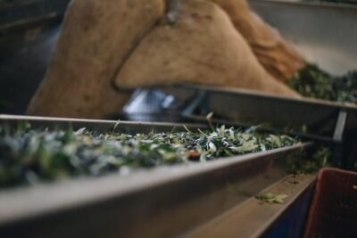 Olive Farm Tour with Tasting of Local Delicacies