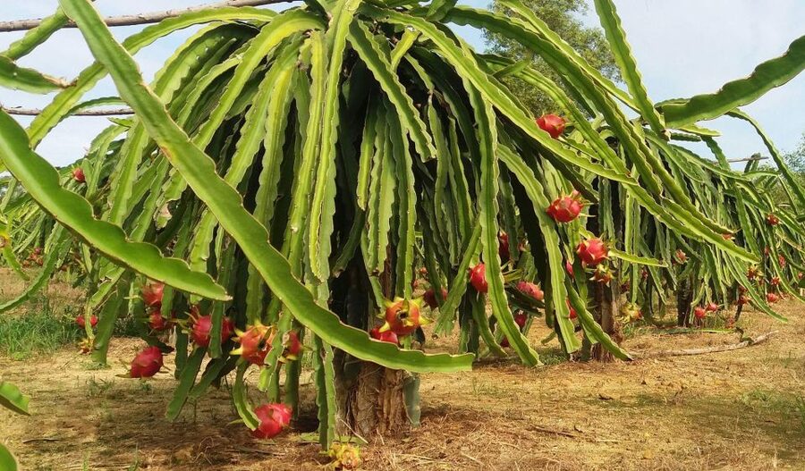 Ho Coc Beach, Nature Reserve & Dragon Fruit Farm Day Tour - The early road to Xuyen Moc Province