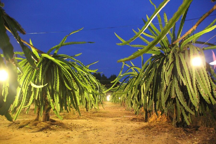 Ho Coc Beach, Nature Reserve & Dragon Fruit Farm Day Tour - A short stop at a pepper farm