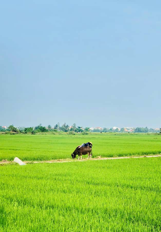 Hoi An: Countryside Bicycle Tour with Farm, Basket Boat Ride - Choosing the right departure and preparing for the ride