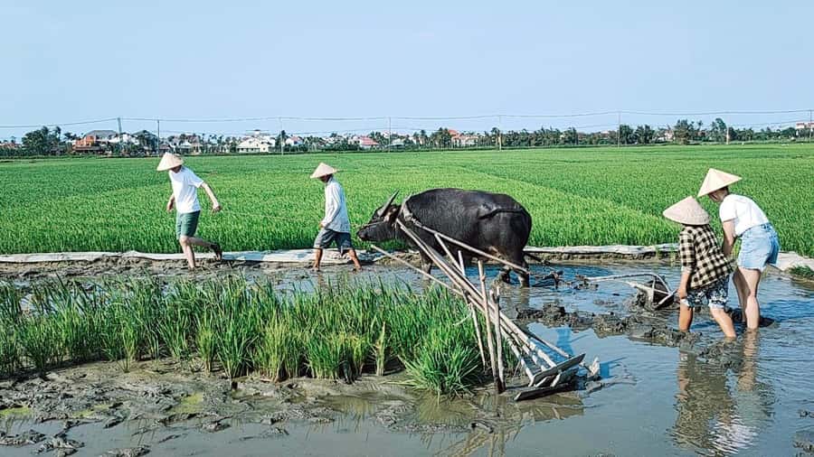 Hoi An: Countryside by Cycling, Buffalo Riding & Do Farming - Meeting the water buffalo