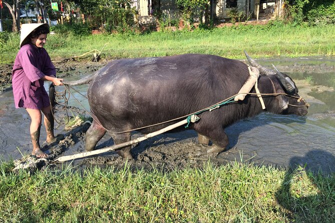 Hoi An Rice Farm Tour and Buffalo Riding with Local Home Meal - Who will enjoy this five-hour outing