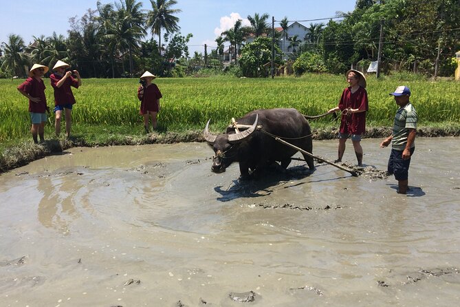 Hoi An Rice Farm Tour and Buffalo Riding with Local Home Meal - Practical value at $60 per person