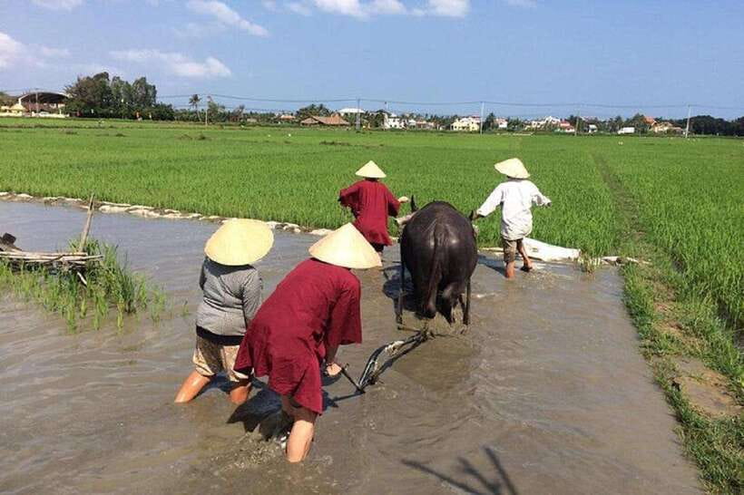 Hoi An Wet Rice Farming Tour-Basket Boat Tour Fishing-Lunch - A short buffalo ride by the stream