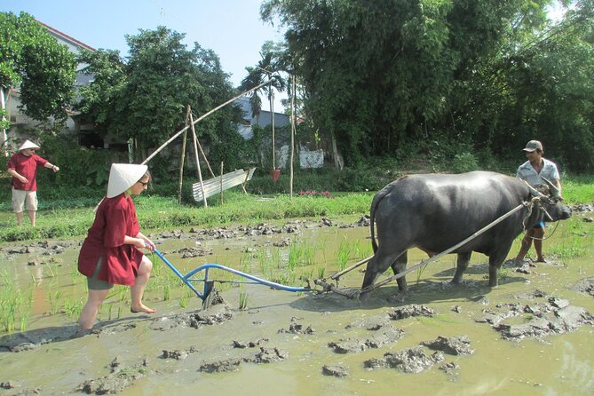 Hoi An Wet Rice Farming Tour Private Round Boat Fishing & Lunch - Starting with buffaloes and wet rice fields